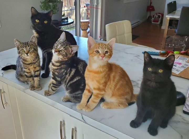cat kitten on counter